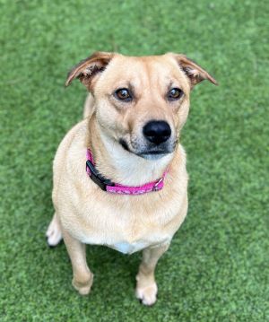 Mallory Mixed Breed Dog