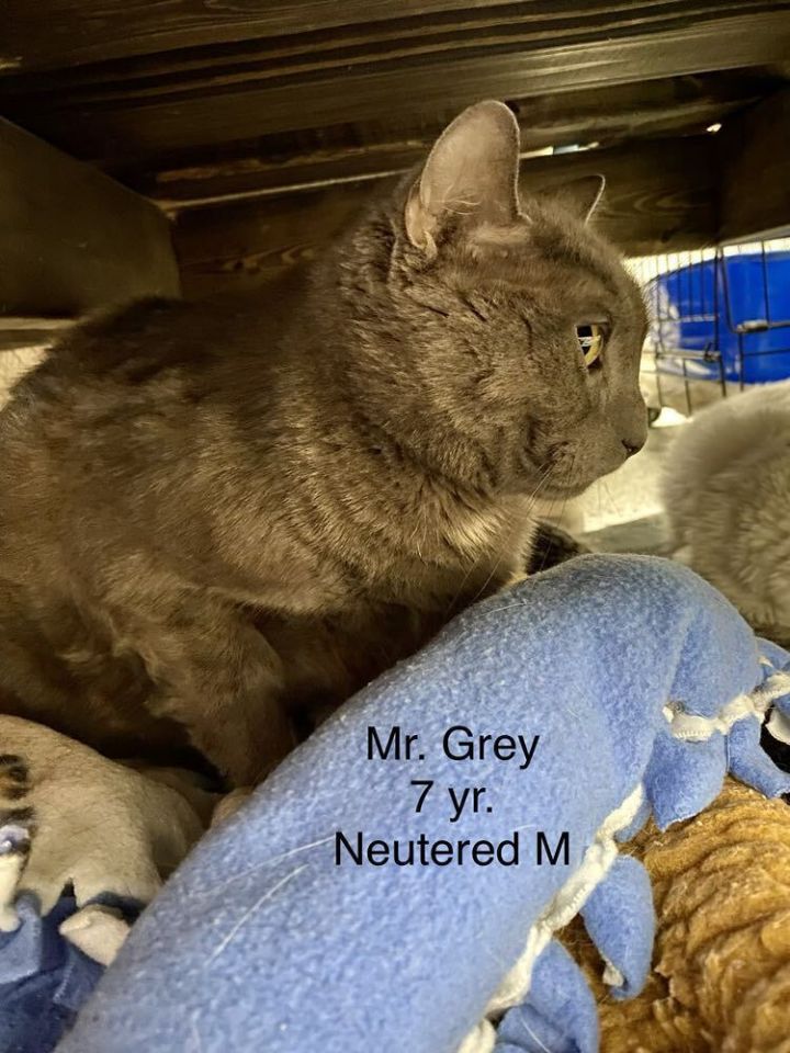 Mr. Grey 1