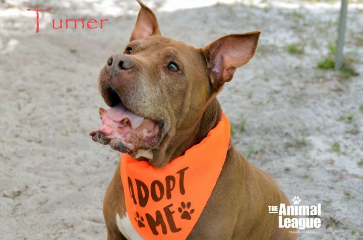 Turner, an adoptable American Bulldog Mix in Clermont, FL_image-2