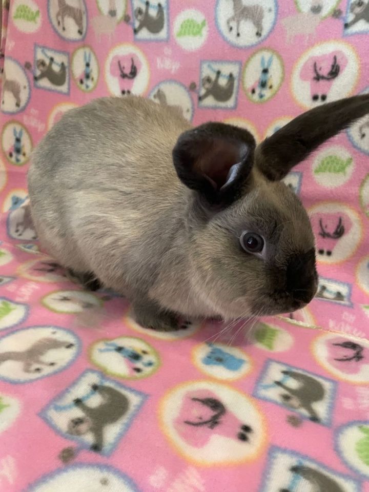 Avery, an adoptable Mini Lop in Delta, OH_image-3