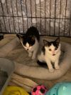 Clarabelle and Annabelle 
