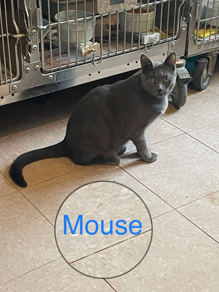 MOUSE