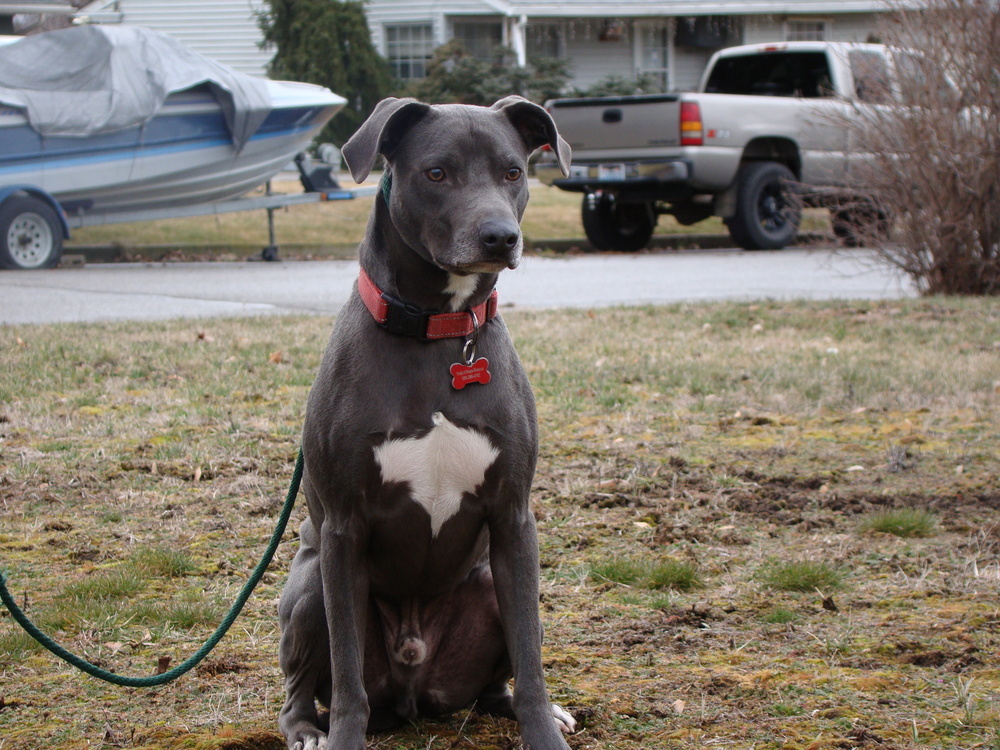 Romaine, an adoptable Blue Lacy in Spokane, WA, 99207 | Photo Image 2