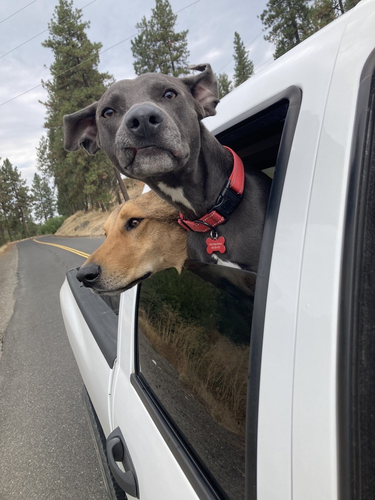 Romaine, an adoptable Blue Lacy in Spokane, WA, 99207 | Photo Image 3