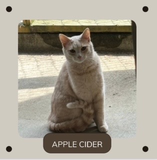 Apple Cider, an adoptable Domestic Short Hair in White Hall, IL, 62092 | Photo Image 1