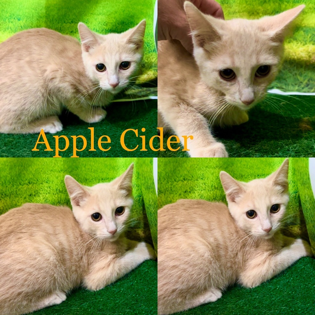 Apple Cider, an adoptable Domestic Short Hair in White Hall, IL, 62092 | Photo Image 2
