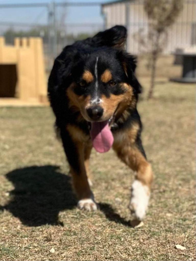 Bear, an adoptable Collie in Big Spring, TX, 79720 | Photo Image 1