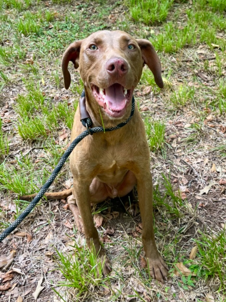 Ranger, an adoptable Weimaraner in Forsyth, GA, 31029 | Photo Image 1