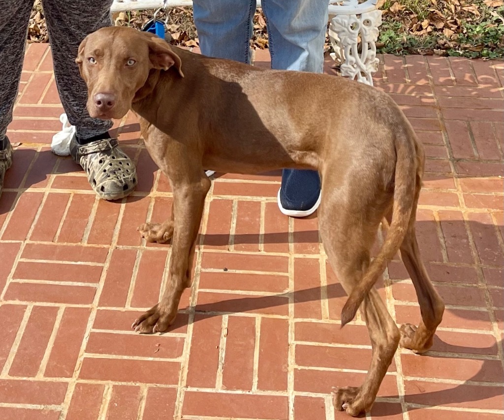 Ranger, an adoptable Weimaraner in Forsyth, GA, 31029 | Photo Image 2