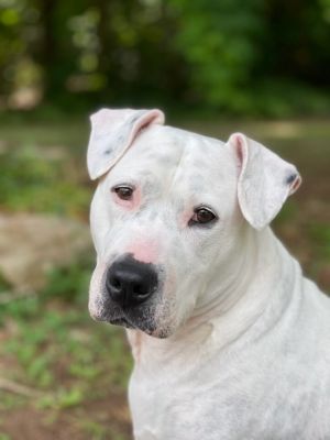 Lady Nova is the most laid back girl who would be perfect for a chill family or 