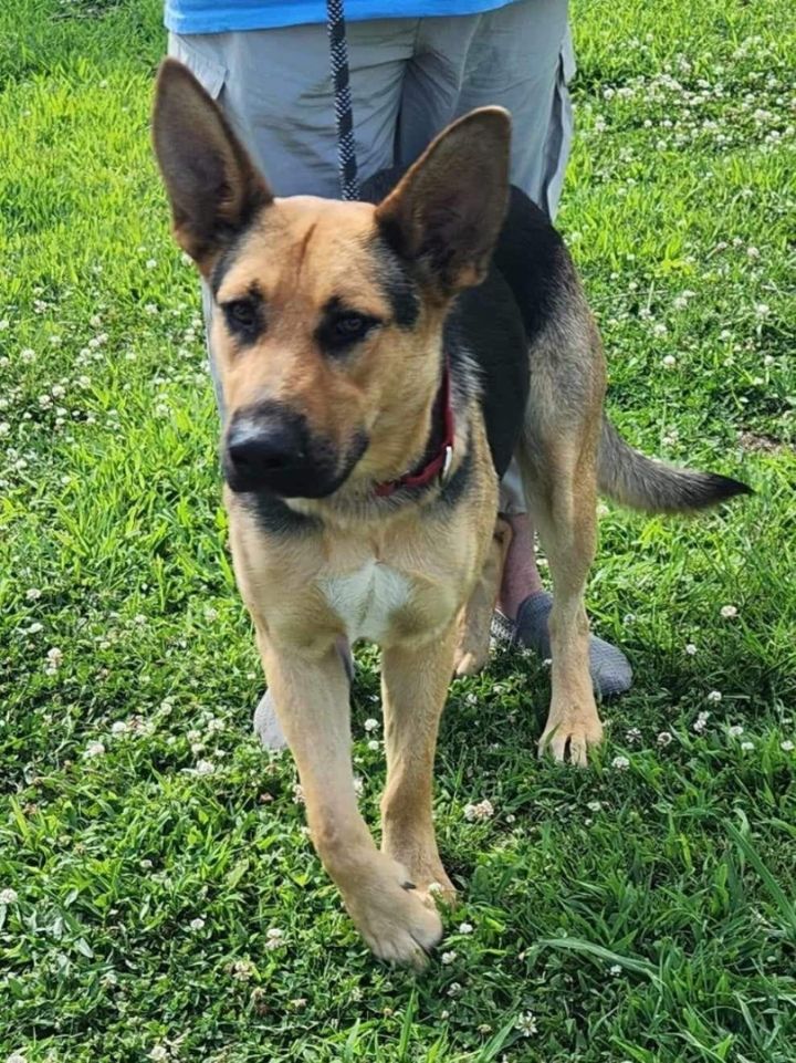 Dog for adoption - Lola , a German Shepherd Dog in Buffalo, NY | Petfinder