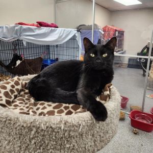 Faelyn, Adult Female Domestic Short Hair
