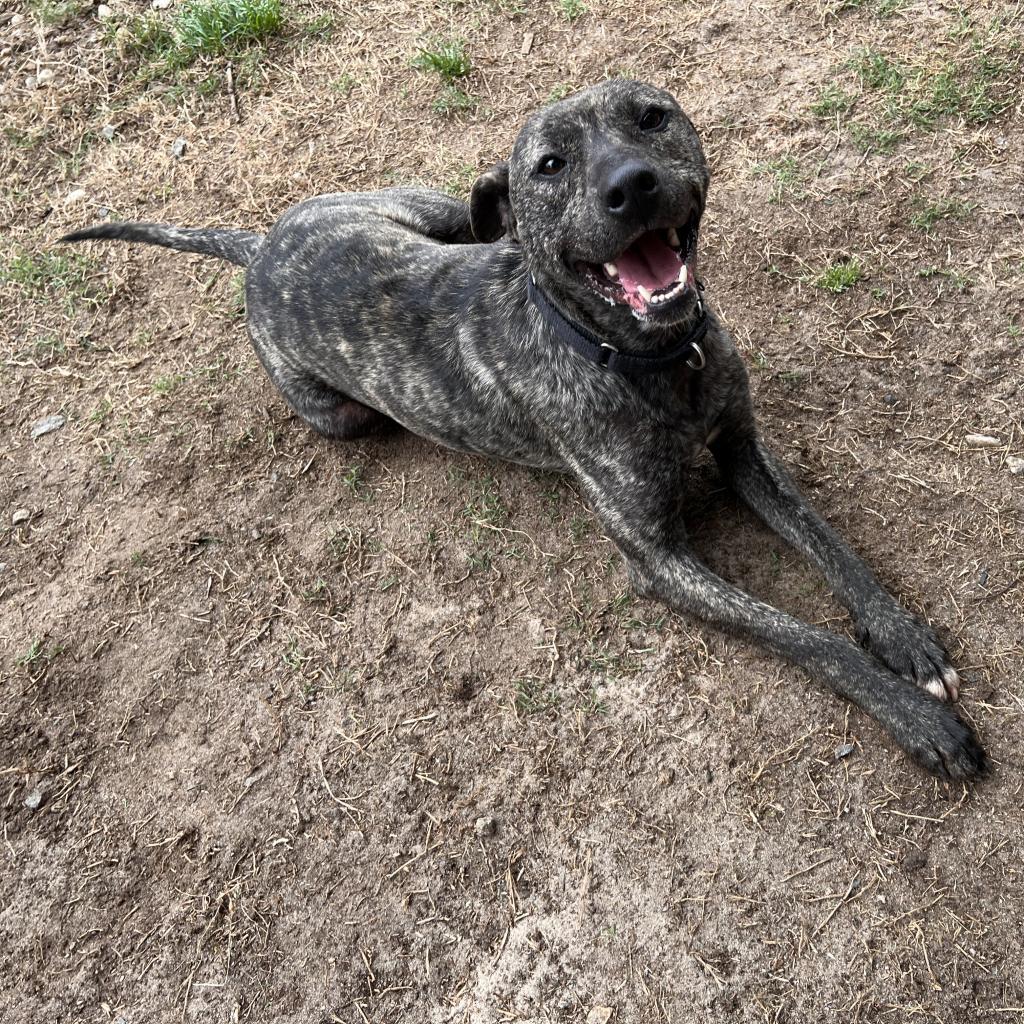 Rip, an adoptable Mixed Breed in Columbus, GA, 31907 | Photo Image 1