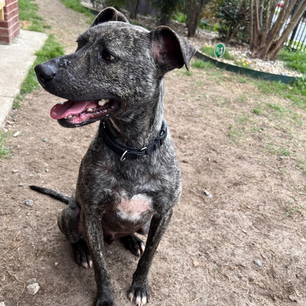 Rip, an adoptable Mixed Breed in Columbus, GA, 31907 | Photo Image 2