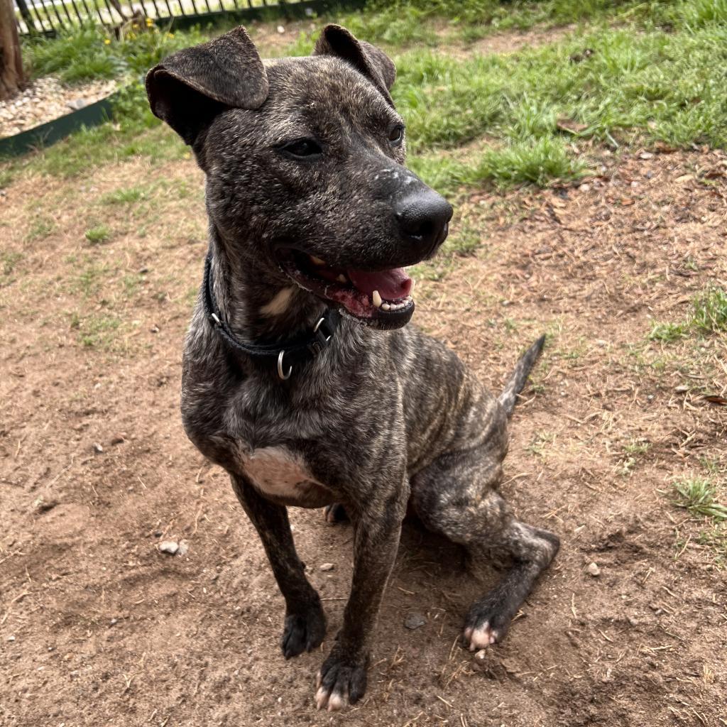 Rip, an adoptable Mixed Breed in Columbus, GA, 31907 | Photo Image 3