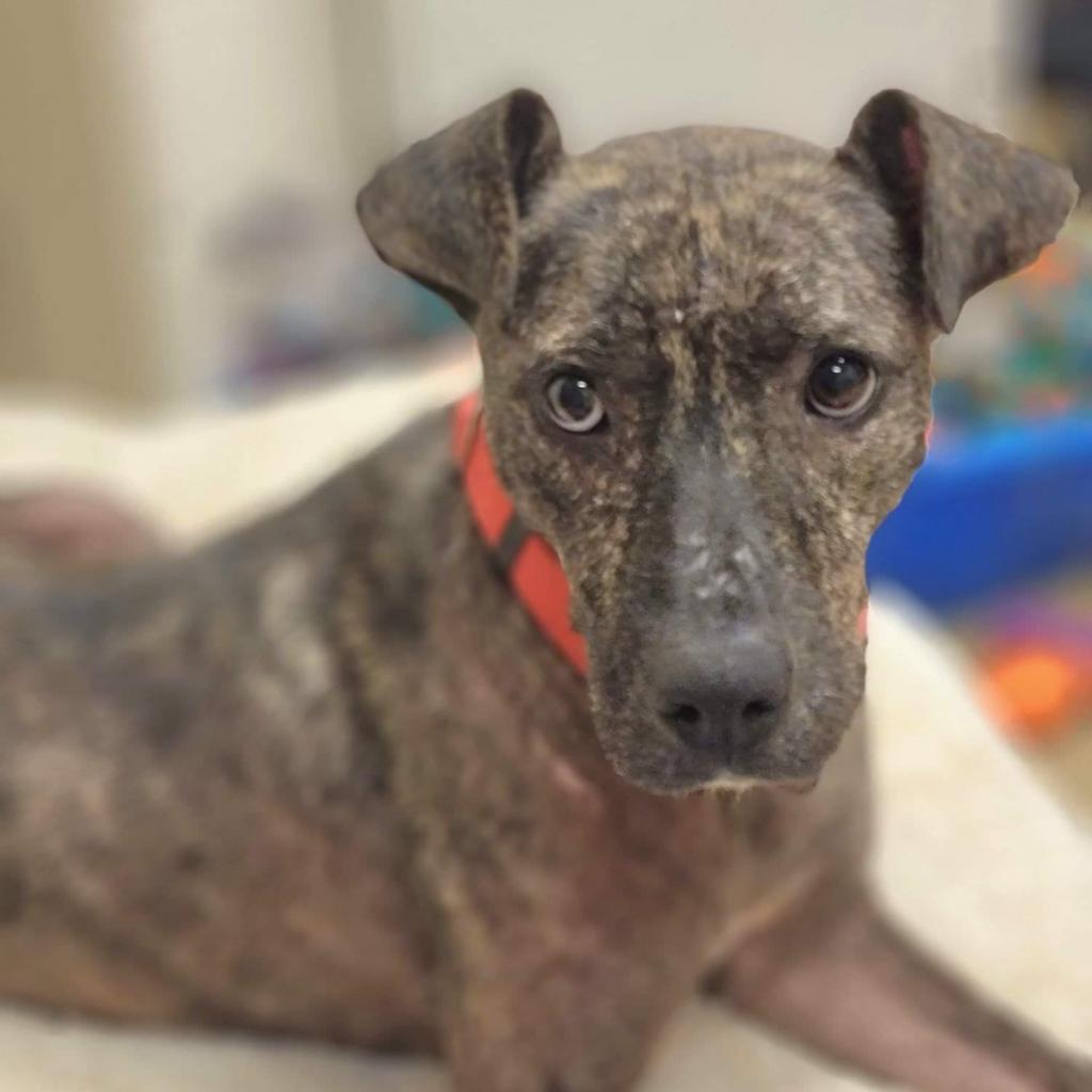 Rip, an adoptable Mixed Breed in Columbus, GA, 31907 | Photo Image 4