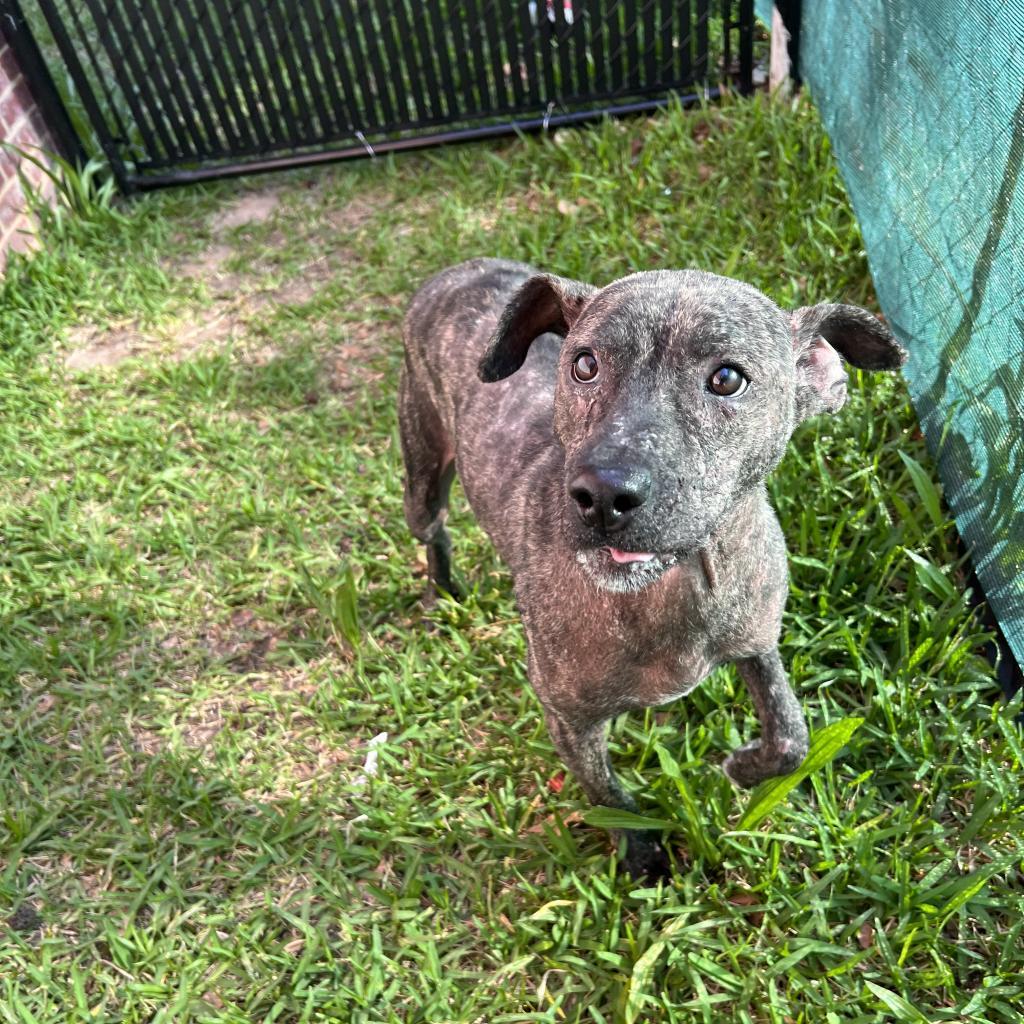 Rip, an adoptable Mixed Breed in Columbus, GA, 31907 | Photo Image 5