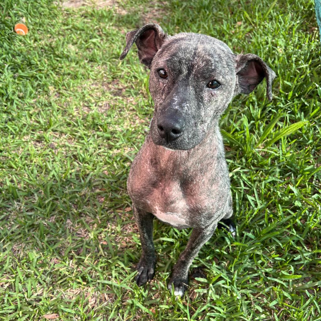 Rip, an adoptable Mixed Breed in Columbus, GA, 31907 | Photo Image 6