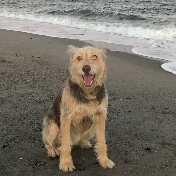 Airedale golden best sale retriever mix