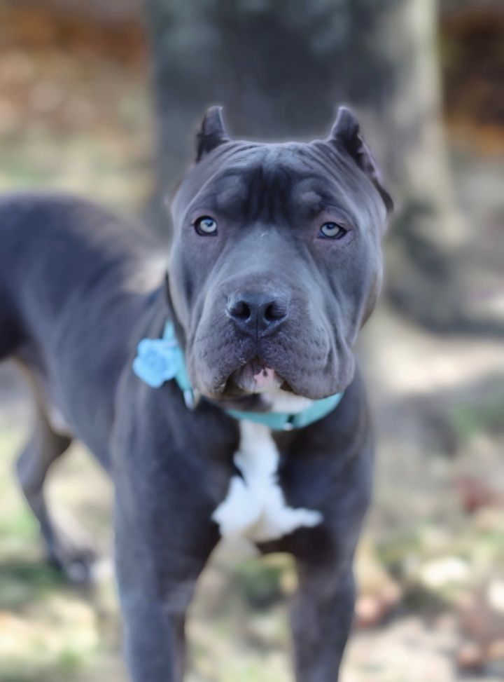 Bruce , an adoptable Cane Corso Mix in Medford, NY_image-2