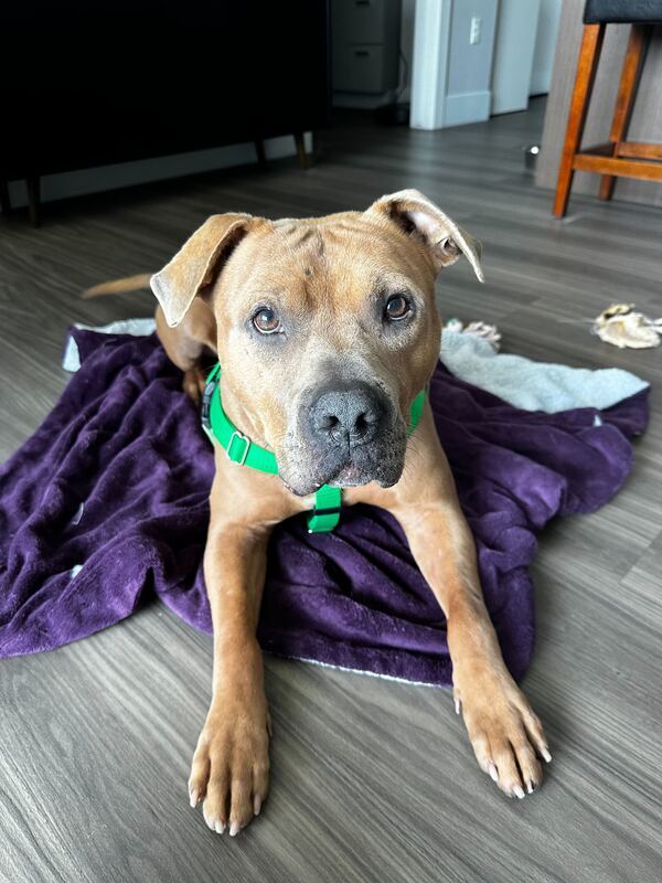 Carson, an adoptable American Staffordshire Terrier Mix in Grand Rapids, MI_image-3