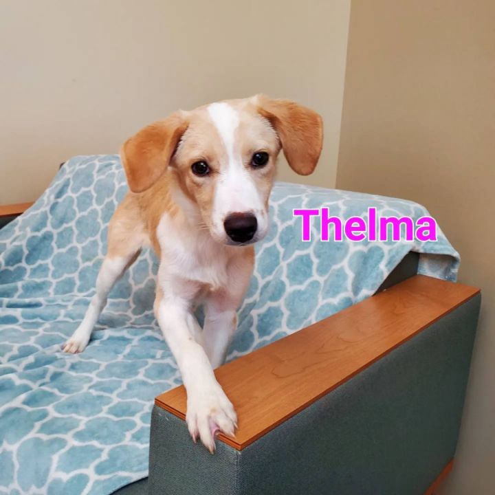 Thelma 1