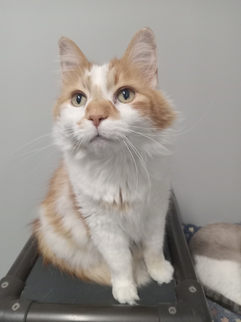 Milo (sponsored), an adoptable Domestic Long Hair in Rockford, IL, 61126 | Photo Image 3