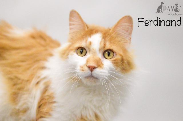 Milo (sponsored), an adoptable Domestic Long Hair in Rockford, IL, 61126 | Photo Image 4