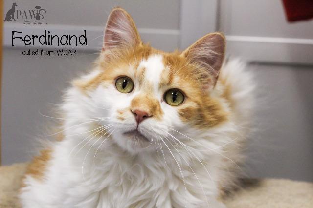 Milo (sponsored), an adoptable Domestic Long Hair in Rockford, IL, 61126 | Photo Image 5