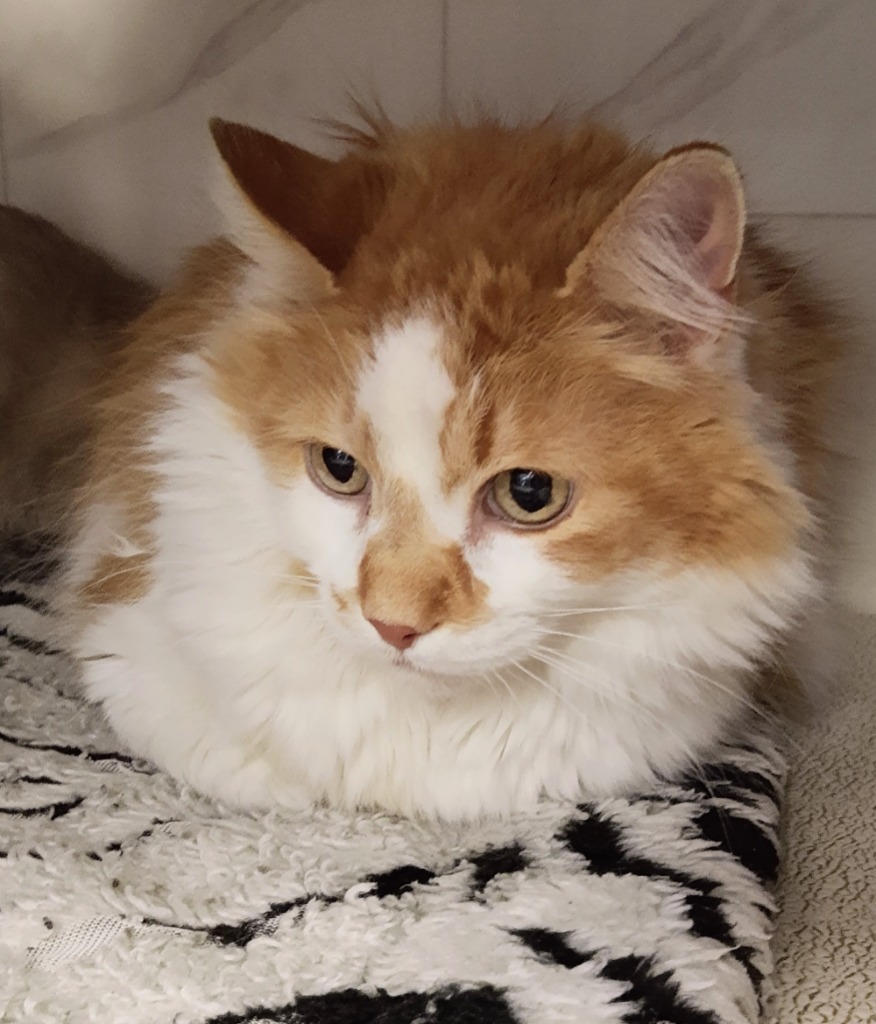Milo (sponsored), an adoptable Domestic Long Hair in Rockford, IL, 61126 | Photo Image 6