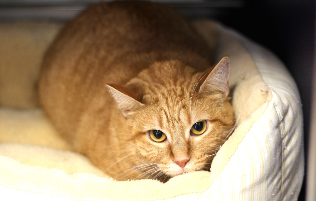 Peaches, an adoptable Domestic Short Hair in Rockford, IL, 61126 | Photo Image 3