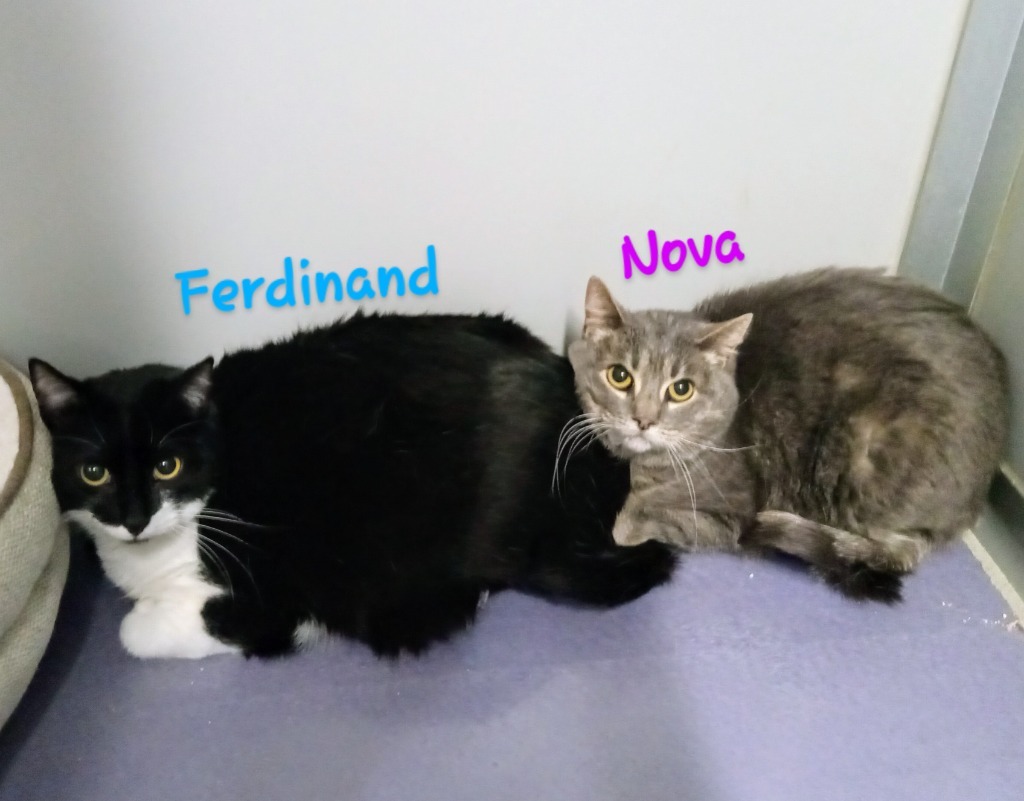 Ferdinand and Nova
