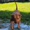 Dixie's outing