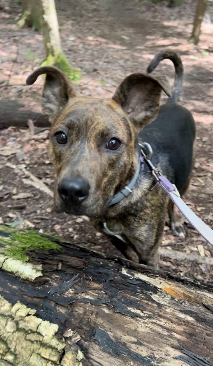 Mountain cur terrier store mix