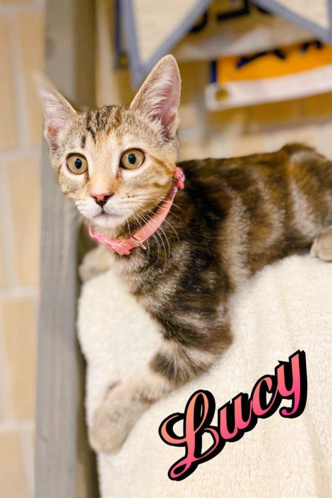 Lucy