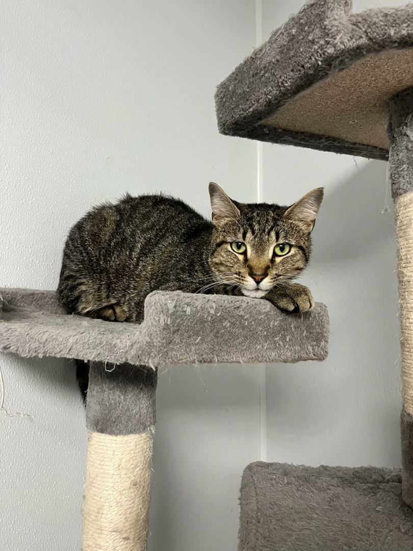 Cat for adoption Tabitha, a Domestic Short Hair in Lexington, KY