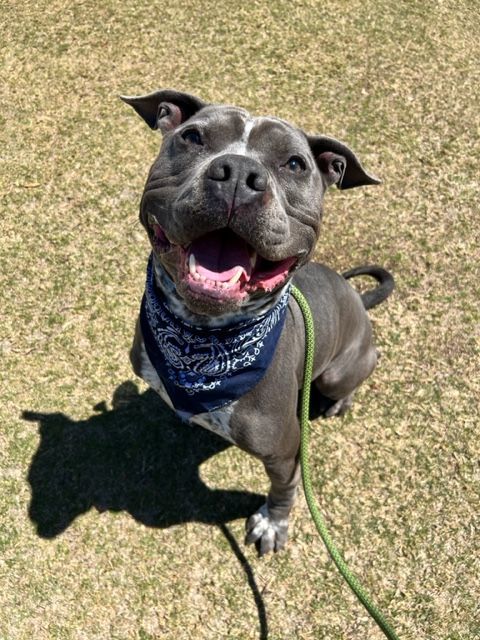 Amstaff american hot sale bully mix