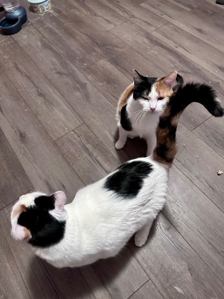 Betty Boop & Betty White (Bonded Sisters) 4