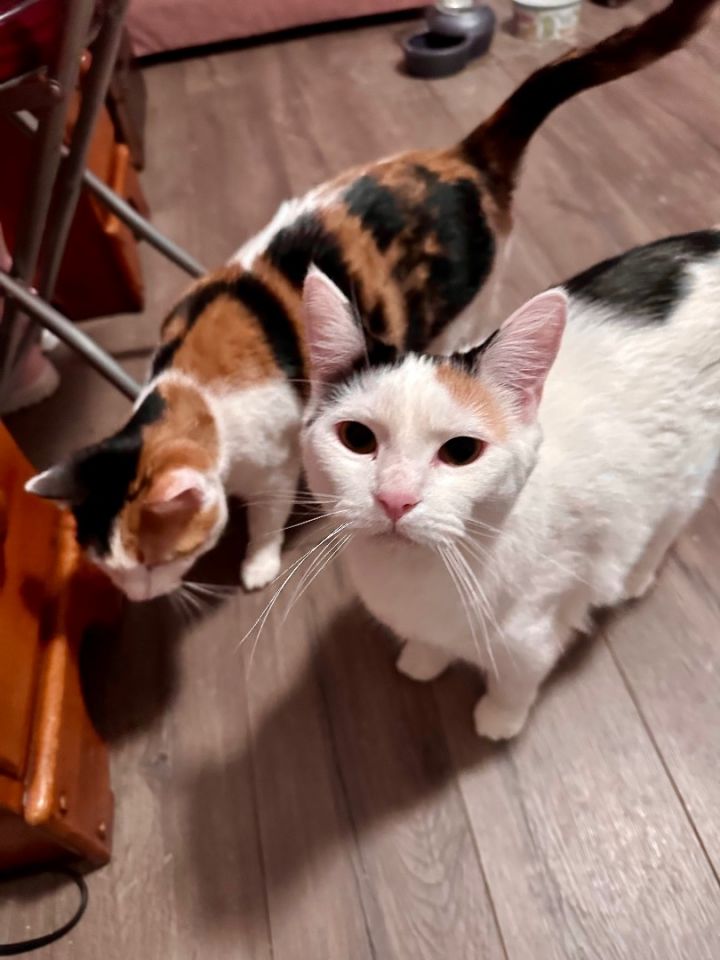 Betty Boop & Betty White (Bonded Sisters), an adoptable Calico & Domestic Short Hair Mix in Omaha, NE_image-1
