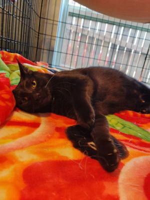 Beluga: Adoptable Male Cat in Wichita, KS