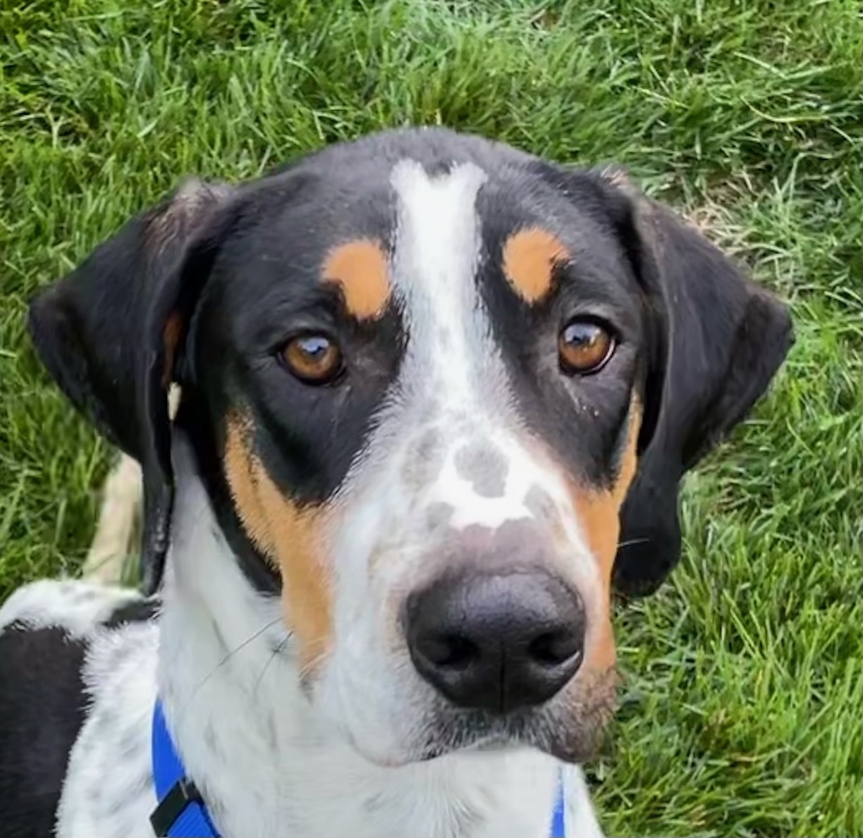 Photo of Adult Male Hound 