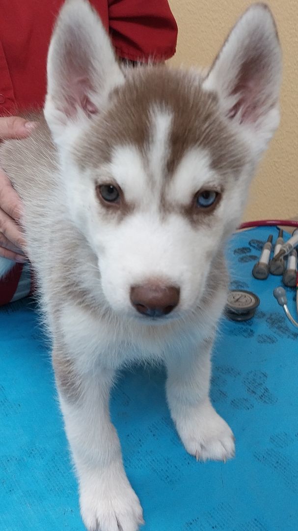 Husky adoption hot sale center