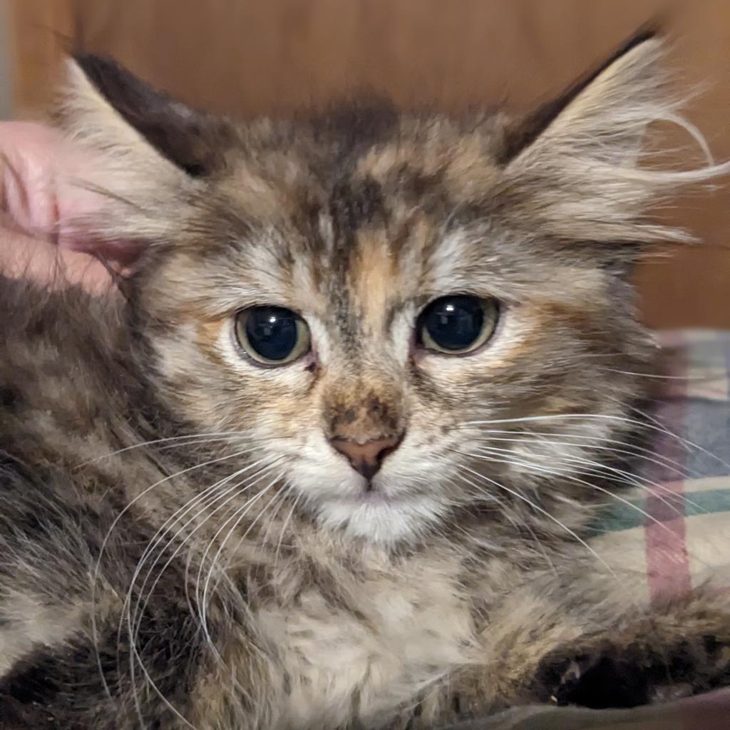 Daisy, an adoptable Domestic Medium Hair in Greenwood, MO, 64034 | Photo Image 4