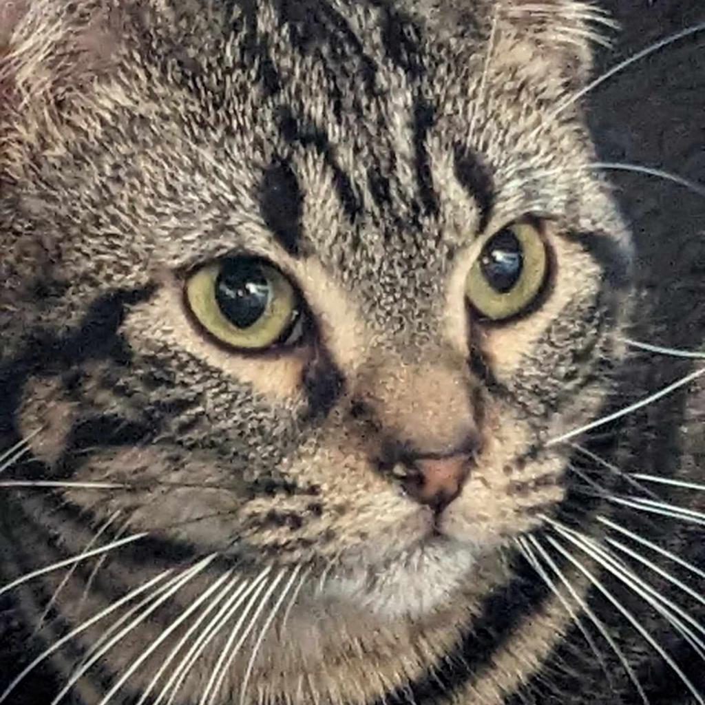 Veggie, an adoptable Domestic Short Hair in Greenwood, MO, 64034 | Photo Image 1