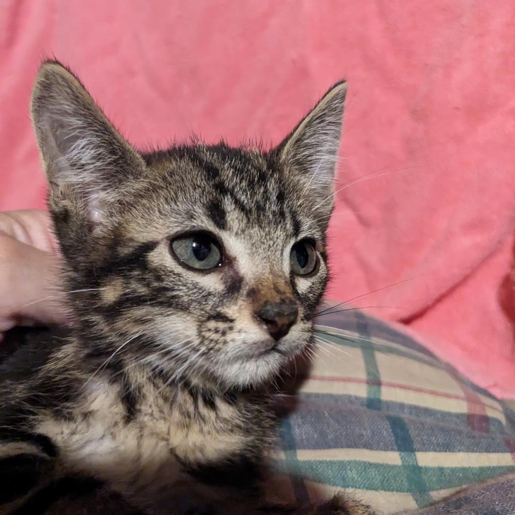 Veggie, an adoptable Domestic Short Hair in Greenwood, MO, 64034 | Photo Image 2