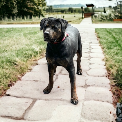 Ryker, an adoptable Rottweiler & Terrier Mix in Cumberland, MD_image-1