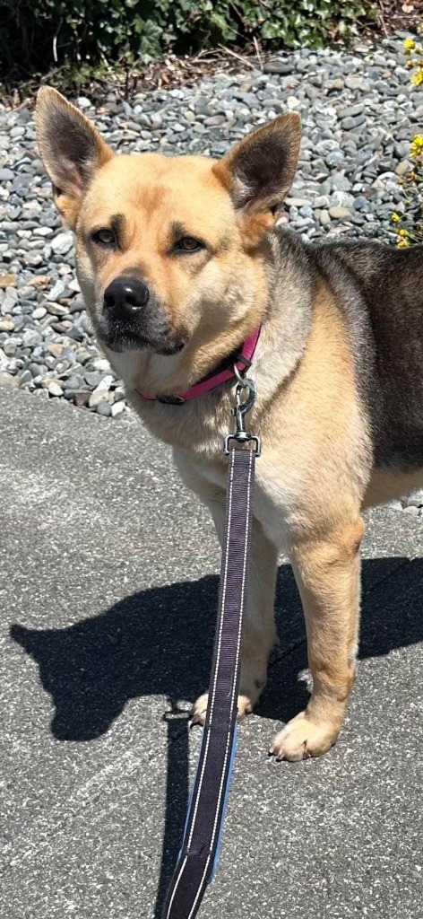 Lily, an adoptable German Shepherd Dog in Brookings, OR, 97415 | Photo Image 1