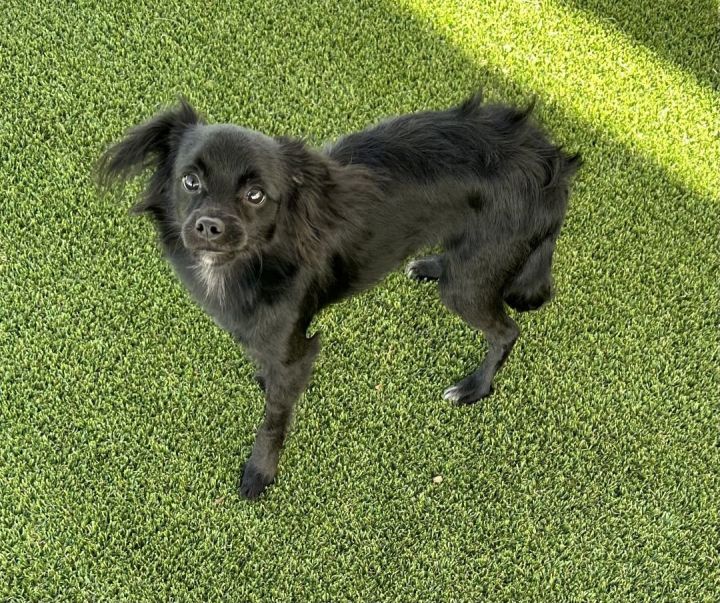 Mavis, an adoptable Spaniel & Chihuahua Mix in Los Alamitos, CA_image-2