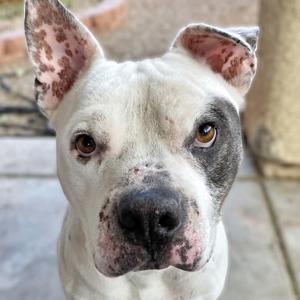 Happy, an adoptable Pit Bull Terrier in Las Vegas, NV, 89146 | Photo Image 1