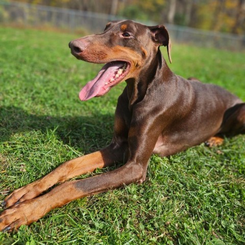 7776 Hans - I'm a SSNAP Dog, an adoptable Doberman Pinscher in Sandown, NH, 03873 | Photo Image 1
